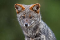 adult black_nose cloudy color darwin's_fox day eyes_open facing_away grass gray_fur image lycalopex mouth_closed orange_eyes partial_body photo portrait raining single standing wild // 4786x3191 // 4.1MB