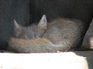 adult black_nose captivity color curled day eyes_closed facing_towards full_body gray_fur image indoors mouth_closed photo single sleeping sunny swift_fox tan_fur vulpes white_fur winter_coat zoo // 2592x1944 // 2.0MB