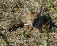 adult black_nose black_tail_tip day eyes_open facing_towards full_body grass gray_fur lycalopex mouth_closed on_side on_stomach orange_eyes pampas_fox red_fur single staring summer_coat sunny wild // 2328x1884 // 3.1MB