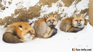 adult black_nose captivity cloudy color curled day eyes_open facing_side facing_towards full_body image large_muzzle_mark mouth_closed multiple muzzle_mark orange_eyes photo red_fox red_fur sleeping snow vulpes white_fur white_tail_tip winter_coat zoo // 900x506 // 362KB