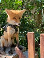 adult black_nose color day eyes_open facing_side forest full_body image mouth_closed no_muzzle_mark orange_eyes pet photo red_fox red_fur single sitting staring still summer_coat sunny urban vulpes white_fur // 960x1280 // 225KB