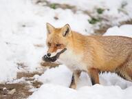 adult black_nose cloudy color day eyes_open holding_something image mouth_closed orange_eyes partial_body photo red_fox red_fur single snow standing vulpes walking white_fur white_tail_tip wild winter_coat // 4096x3072 // 1.1MB