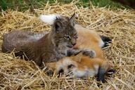 adult black_nose captivity cloudy day eyes_open facing_towards full_body image large_muzzle_mark lynx mouth_closed multiple_species on_side orange_eyes playing red_fox red_fur vulpes white_fur white_tail_tip zoo // 1024x683 // 227KB