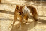 adult black_eyes black_nose blanford's_fox captivity color day eyes_open facing_towards full_body image mouth_closed photo single standing sunny tan_fur vulpes winter_coat zoo // 2048x1365 // 583KB