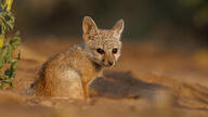 bengal_fox black_nose color day desert eyes_open facing_towards image mouth_closed outdoors photo single sitting summer_coat tan_fur vulpes wild young // 4833x2719 // 2.5MB