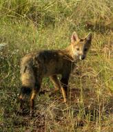 adult black_nose black_tail_tip color day eyes_open facing_towards full_body grass gray_fur image lycalopex mouth_closed orange_eyes pampas_fox photo red_fur single standing staring summer_coat sunny wild // 1829x2143 // 1.3MB