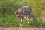 adult black_nose black_tail_tip color day eyes_open facing_towards full_body grass gray_fur image lycalopex mouth_closed orange_eyes pampas_fox photo red_fur single standing staring summer_coat sunny walking wild // 1200x798 // 713KB