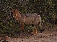 adult black_nose black_tail_tip color eyes_open facing_towards forest full_body gray_fur image lycalopex mouth_closed orange_eyes pampas_fox photo red_fur single standing staring summer_coat sunny twilight wild // 4608x3456 // 6.3MB