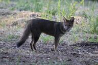 adult black_nose black_tail_tip color day eyes_open facing_towards full_body grass gray_fur hoary_fox image lycalopex mouth_closed orange_eyes outdoors photo single standing tan_fur wild // 1600x1066 // 469KB