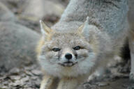 adult black_nose color day eyes_open facing_towards gray_fur image mouth_closed orange_eyes partial_body photo portrait single standing stretching swift_fox tan_fur vulpes white_fur wild winter_coat // 3008x2000 // 3.4MB