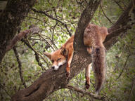 adult black_nose climbing day eyes_open facing_towards full_body image mouth_closed muzzle_mark on_stomach orange_eyes outdoors red_fox red_fur single summer_coat sunny vulpes white_fur white_tail_tip wild // 4608x3456 // 10MB