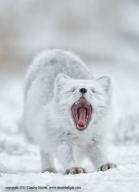 adult arctic_fox day eyes_closed image mouth_open photo single vulpes yawning // 746x1024 // 343KB