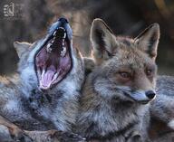 adult black_nose close_up color curled eyes_closed eyes_open facing_towards image mouth_closed mouth_open multiple muzzle_mark on_side orange_eyes outdoors partial_body photo portrait red_fox red_fur staring sunny teeth tongue twilight vulpes white_fur wild winter_coat yawning // 1080x882 // 440KB