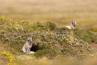 arctic_fox black_fur black_nose black_tail_tip color day eyes_open facing_side full_body grass holding_something image mouth_closed multiple on_stomach orange_eyes photo sitting staring summer_coat sunny vulpes white_fur white_tail_tip wild young // 8192x5464 // 25MB