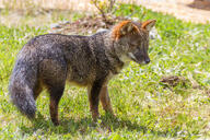 adult black_nose color darwin's_fox day eyes_open facing_side full_body grass gray_fur image lycalopex mouth_open orange_eyes outdoors photo single standing sunny wild // 3602x2401 // 8.6MB