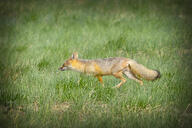 adult black_nose black_tail_tip day eyes_open facing_side full_body grass image mouth_closed single standing summer_coat sunny swift_fox tan_fur vulpes walking wild // 1909x1268 // 510KB