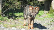 adult black_nose color darwin's_fox day eyes_open facing_towards full_body gray_fur image lycalopex mouth_closed orange_eyes outdoors photo single standing sunny wild // 2048x1150 // 841KB