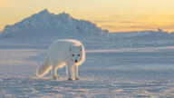 adult arctic_fox black_nose eyes_open facing_towards full_body image mouth_closed orange_eyes outdoors single snow standing sunny twilight vulpes white_fur white_tail_tip wild winter_coat // 1484x835 // 254KB