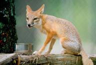 adult black_nose captivity color day eating eyes_open facing_towards full_body gray_fur image mouth_closed orange_eyes photo single sitting staring summer_coat swift_fox tan_fur vulpes white_fur zoo // 5216x3505 // 2.1MB