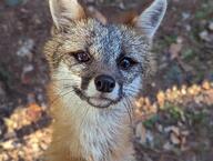 adult black_nose close_up day eyes_open facing_towards forest gray_fox gray_fur image mouth_closed orange_eyes partial_body portrait red_fur single summer_coat sunny urocyon white_fur wild // 1778x1339 // 290KB