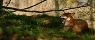 adult black_nose curled day eyes_closed facing_side facing_towards forest full_body grass image mouth_open no_muzzle_mark red_fox red_fur single sunny vulpes white_fur wild winter_coat yawning // 4495x1917 // 4.4MB