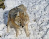 adult black_nose color day eyes_open facing_towards full_body gray_fur image mouth_closed orange_eyes photo single snow standing stretching swift_fox tan_fur vulpes white_fur wild winter_coat // 1600x1279 // 385KB