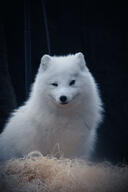 adult arctic_fox black_nose captivity eyes_open facing_towards image mouth_closed orange_eyes outdoors partial_body single sitting twilight vulpes white_fur white_tail_tip winter_coat // 1365x2048 // 336KB