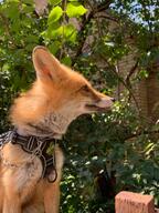 adult black_nose color day eyes_open facing_side forest image mouth_closed no_muzzle_mark orange_eyes partial_body pet photo red_fox red_fur single sitting staring still summer_coat sunny urban vulpes white_fur // 959x1280 // 182KB