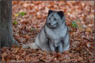 adult arctic_fox captivity day eyes_open fat image photo single vulpes // 4096x2731 // 3.2MB