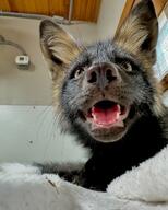 adult black_fur black_nose close_up color day eyes_open facing_towards image indoors mouth_open on_side on_stomach orange_eyes panting partial_body pet photo portrait red_fox red_fur single still summer_coat sunny teeth tongue vulpes white_tail_tip zoo // 1080x1350 // 361KB