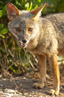 adult black_nose color day eyes_open facing_towards full_body gray_fur image lycalopex mouth_closed orange_eyes outdoors photo sechuran_fox single standing sunny white_fur wild // 1364x2048 // 2.8MB