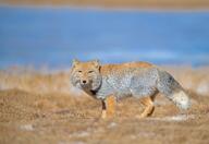 adult black_nose color day eyes_open full_body grass gray_fur image mouth_closed orange_eyes outdoors photo single standing sunny tan_fur tibetan_fox vulpes wild // 2048x1404 // 462KB