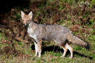 adult black_nose black_tail_tip day eyes_open facing_towards full_body grass gray_fur lycalopex mouth_closed orange_eyes pampas_fox red_fur single standing staring summer_coat sunny wild // 3072x2042 // 1.7MB