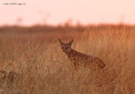 adult bengal_fox black_nose color day eyes_open facing_towards grass image mouth_closed outdoors photo single standing summer_coat tan_fur vulpes wild // 1023x714 // 183KB