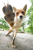 adult black_nose captivity day eyes_open facing_towards full_body grass image mouth_open orange_eyes outdoors pawpads red_fox red_fur single summer_coat teeth tongue vulpes white_fur zoo // 1365x2048 // 462KB