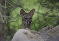 adult black_nose color day eyes_open facing_towards forest gray_fur image lycalopex mouth_closed orange_eyes outdoors partial_body photo sechuran_fox single standing white_fur wild // 4919x3409 // 4.4MB