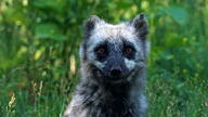 adult arctic_fox black_fur black_nose day eyes_open facing_towards grass image mouth_closed orange_eyes outdoors partial_body portrait shedding single standing sunny vulpes white_fur wild // 2048x1153 // 515KB