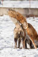 adult captivity color cross_fox day facing_away full_body gray_fur image Jyubei multiple outdoors photo red_fox red_fur snow sunny tail_raised vulpes white_fur white_tail_tip zoo // 1365x2048 // 362KB