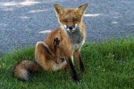 adult black_nose cloudy day eyes_open facing_towards full_body grass image male mouth_open muzzle_mark orange_eyes outdoors pawpads red_fox red_fur scratching single sitting summer_coat urban vulpes wild // 4247x2831 // 9.0MB