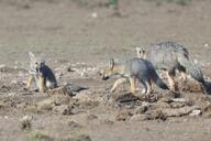 adult black_nose black_tail_tip color day desert eyes_open facing_away facing_side facing_towards full_body gray_fur image lycalopex mouth_closed mouth_open multiple orange_eyes pampas_fox photo playing red_fur sitting standing summer_coat sunny teeth tongue walking wild young // 4157x2771 // 1.9MB