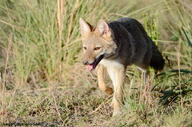 adult black_nose black_tail_tip day eyes_open facing_side facing_towards full_body grass gray_fur lycalopex mouth_open orange_eyes pampas_fox panting red_fur single standing summer_coat sunny teeth tongue walking wild // 900x596 // 575KB