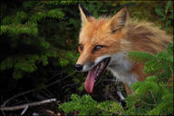 adult black_nose cloudy day eyes_open facing_side facing_towards forest image mouth_open muzzle_mark orange_eyes panting partial_body red_fox red_fur shedding single teeth tongue vulpes white_fur wild // 4096x2727 // 1.8MB