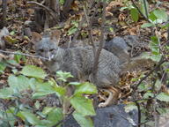 adult black_nose black_tail_tip color day eyes_open facing_towards forest full_body gray_fur image lycalopex mouth_closed orange_eyes outdoors photo sechuran_fox single squatting standing white_fur wild // 4896x3672 // 7.0MB