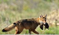 adult black_nose black_tail_tip color day eyes_open facing_towards full_body grass gray_fur holding_something image lycalopex mouth_open orange_eyes pampas_fox photo prey red_fur single standing summer_coat sunny walking wild // 4011x2404 // 1.7MB