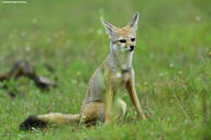 adult bengal_fox black_nose black_tail_tip color day eyes_open facing_towards grass image mouth_closed outdoors photo single sitting summer_coat tan_fur vulpes wild // 5385x3590 // 9.4MB