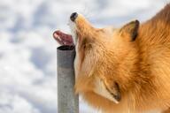 adult black_nose captivity color day eating eyes_closed facing_side facing_up image mouth_open no_muzzle_mark partial_body photo red_fox red_fur single snow standing sunny teeth tongue vulpes white_fur winter_coat zoo // 1280x853 // 152KB