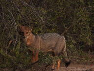 adult black_nose black_tail_tip color eyes_open facing_towards forest full_body gray_fur image lycalopex mouth_closed orange_eyes pampas_fox photo red_fur single standing staring summer_coat sunny twilight wild // 4608x3456 // 6.2MB