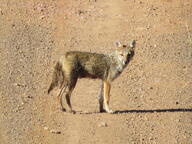 adult black_nose black_tail_tip color day desert eyes_open facing_towards full_body gray_fur image lycalopex mouth_closed orange_eyes pampas_fox photo red_fur single standing staring summer_coat sunny wild // 3264x2448 // 2.2MB