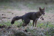 adult black_nose black_tail_tip color day eyes_open facing_towards full_body grass gray_fur hoary_fox image lycalopex mouth_closed orange_eyes outdoors photo single squatting tan_fur wild // 2048x1365 // 1.1MB