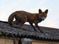 adult black_nose cloudy color day eyes_open facing_towards full_body image mouth_closed orange_eyes outdoors photo red_fox red_fur single standing urban vulpes white_fur white_tail_tip wild // 1024x775 // 136KB